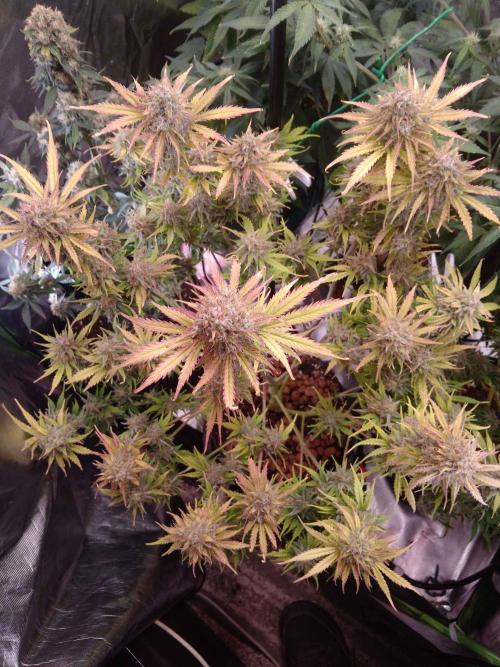 🧠💭Amnesia Haze Auto RQS🦁. Week 10