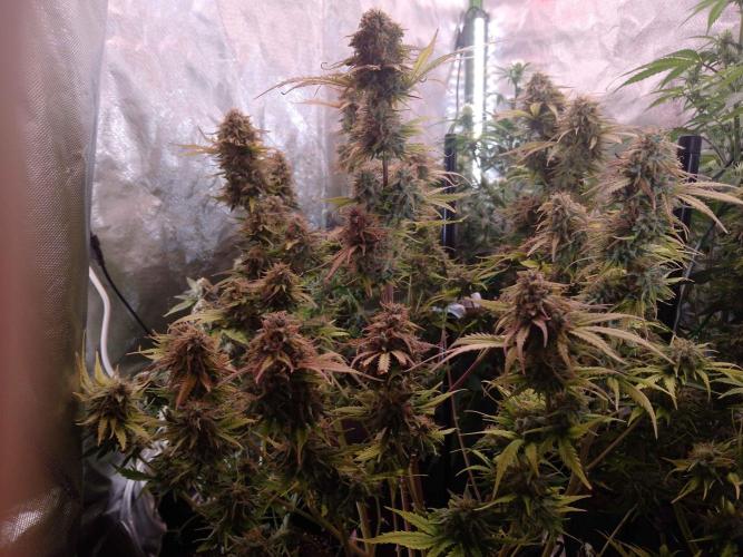 🧠💭Amnesia Haze Auto RQS🦁. Week 10