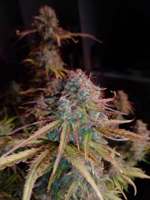 🧠💭Amnesia Haze Auto RQS🦁. Week 10