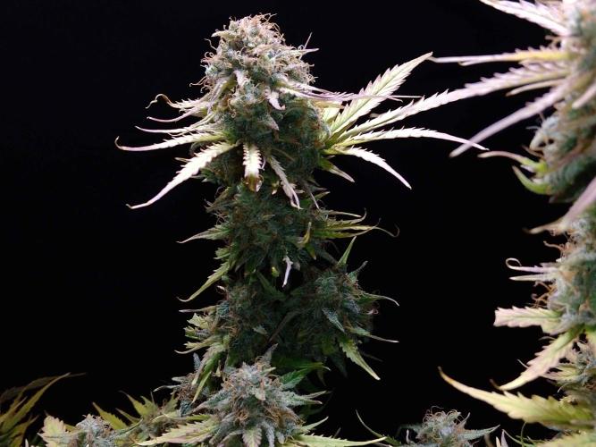 🧠💭Amnesia Haze Auto RQS🦁. Week 10