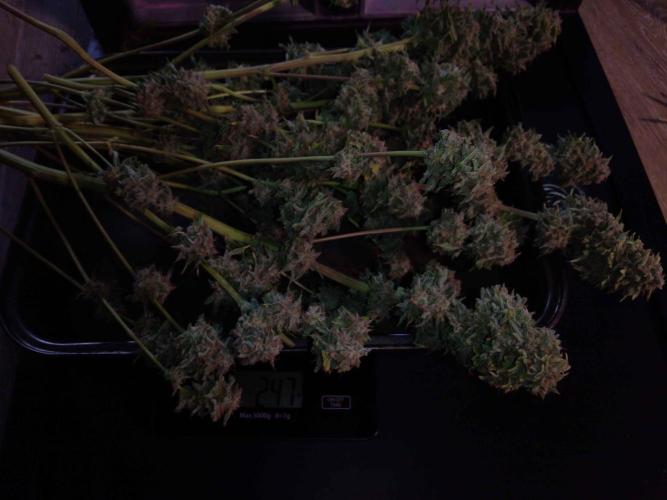 👑🦍Royal Gorilla Auto RQS🦁. Week 10
