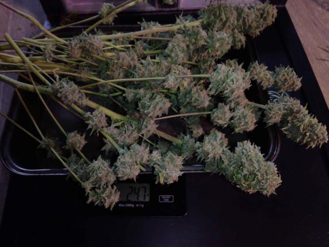 👑🦍Royal Gorilla Auto RQS🦁. Week 10