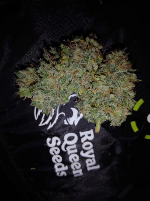 Royal Gorilla Automatic. Week 10