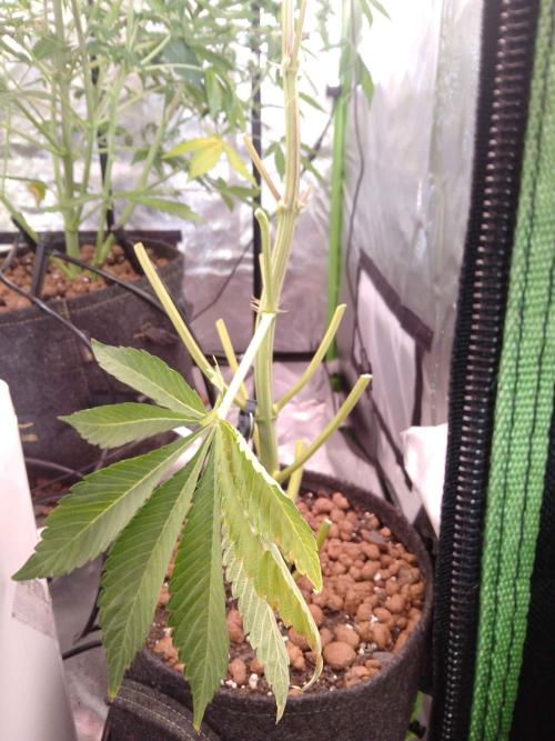 Royal Gorilla Automatic. Week 10