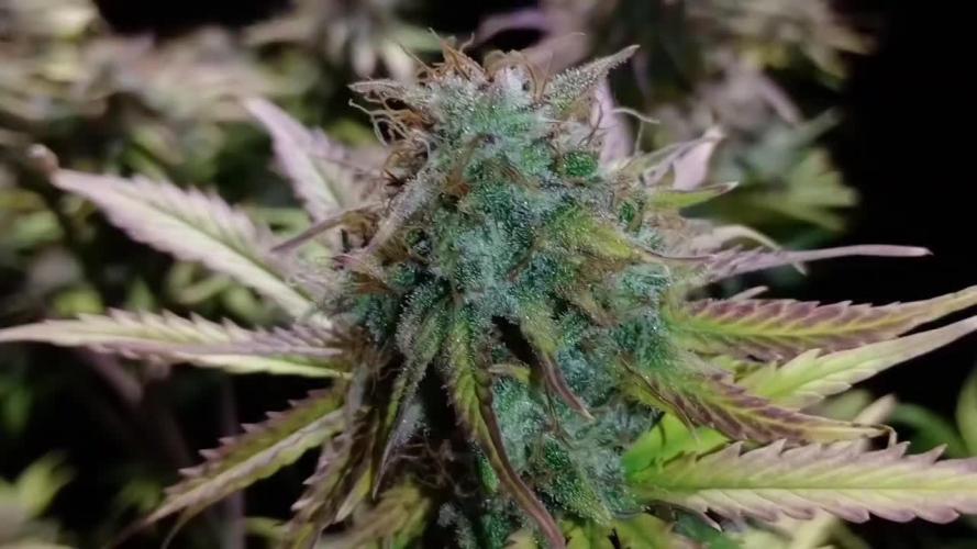 🧠💭Amnesia Haze Auto RQS🦁