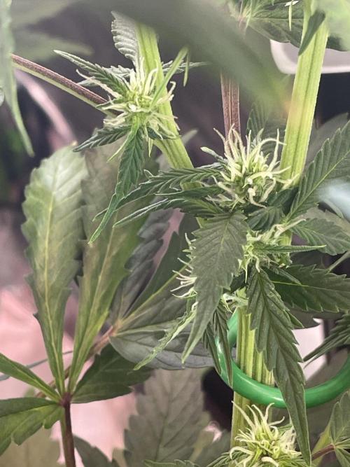 Zamnesia🍯Sticky Broccoli🥦EGC2026. Week 8
