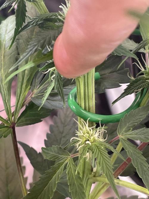 Zamnesia🍯Sticky Broccoli🥦EGC2026. Week 8