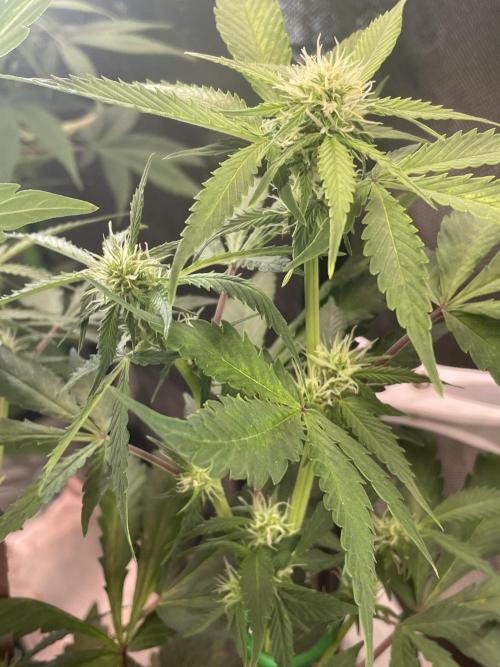 Zamnesia🍯Sticky Broccoli🥦EGC2026. Week 8