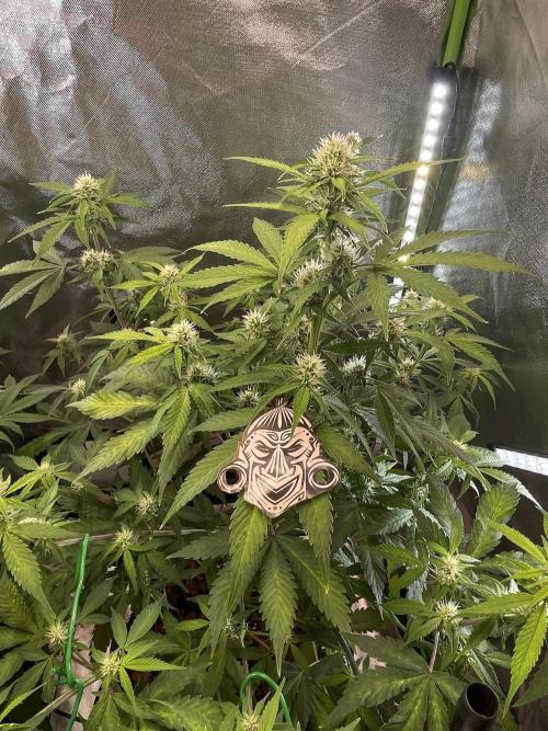 Zamnesia🍯Sticky Broccoli🥦EGC2026. Week 8