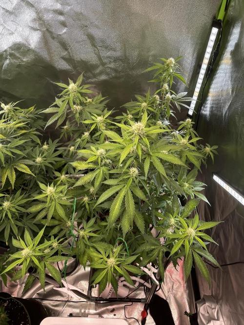 Zamnesia🍯Sticky Broccoli🥦EGC2026. Week 8