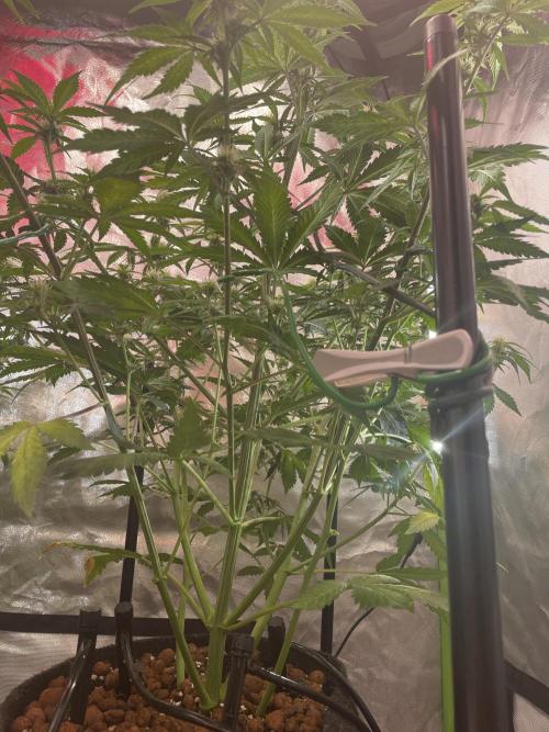 Zamnesia🍯Sticky Broccoli🥦EGC2026. Week 8