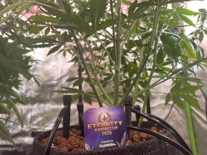 Zamnesia🍯Sticky Broccoli🥦EGC2026. Week 8
