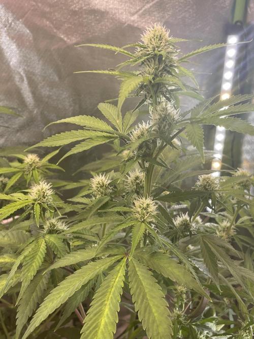 Zamnesia🍯Sticky Broccoli🥦EGC2026. Week 8