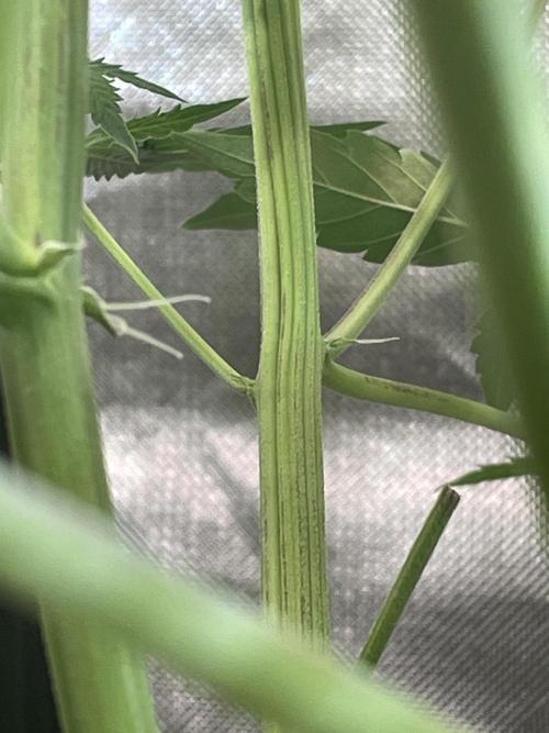 Zamnesia🍯Sticky Broccoli🥦EGC2026. Week 8