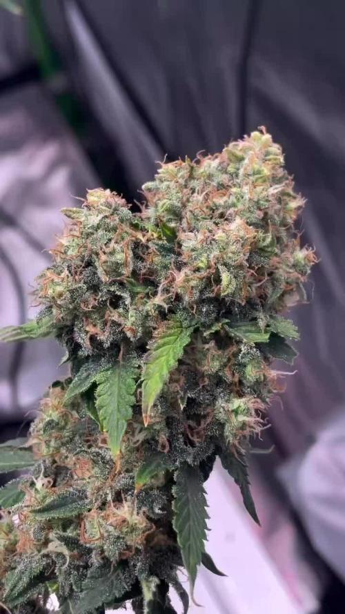 🥦Cime di Rap🥦 Zamnesia