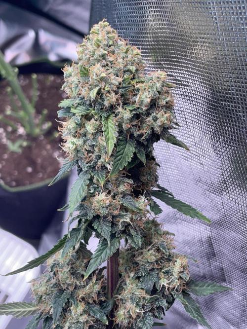 🥦Cime di Rap🥦 Zamnesia. Week 10