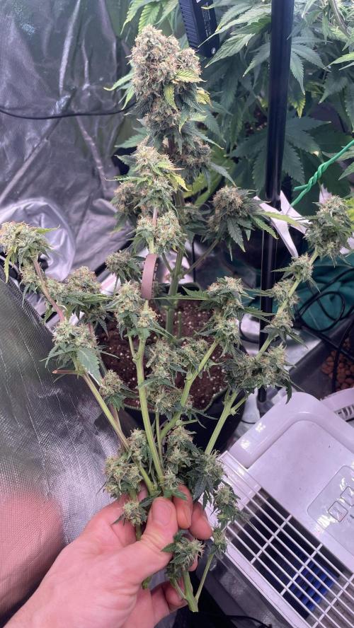 🥦Cime di Rap🥦 Zamnesia. Week 10