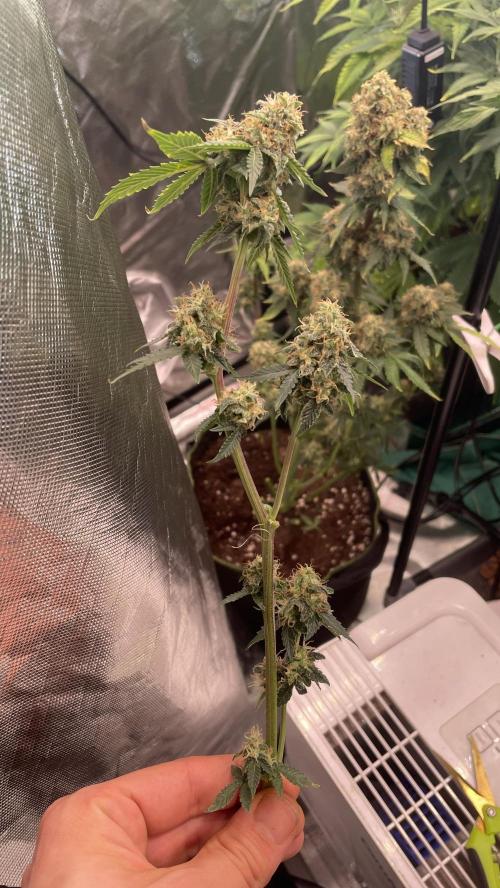 🥦Cime di Rap🥦 Zamnesia. Week 10