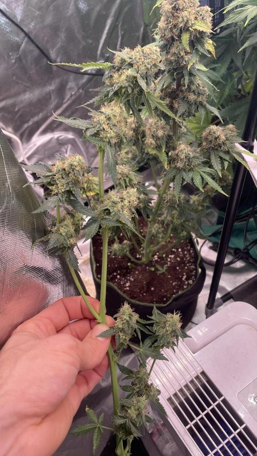 🥦Cime di Rap🥦 Zamnesia. Week 10