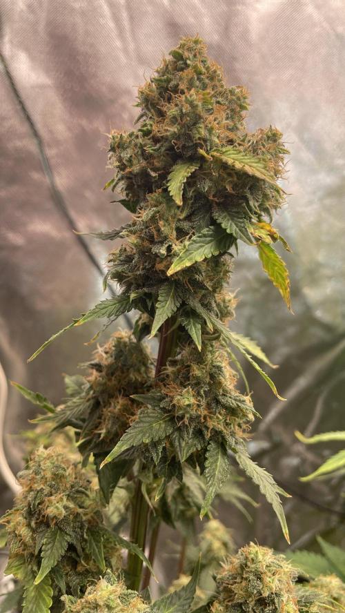 🥦Cime di Rap🥦 Zamnesia. Week 10