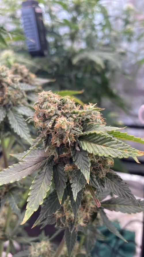 🥦Cime di Rap🥦 Zamnesia. Week 10