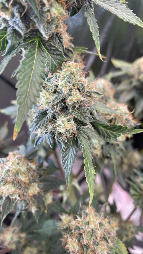 🥦Cime di Rap🥦 Zamnesia. Week 10
