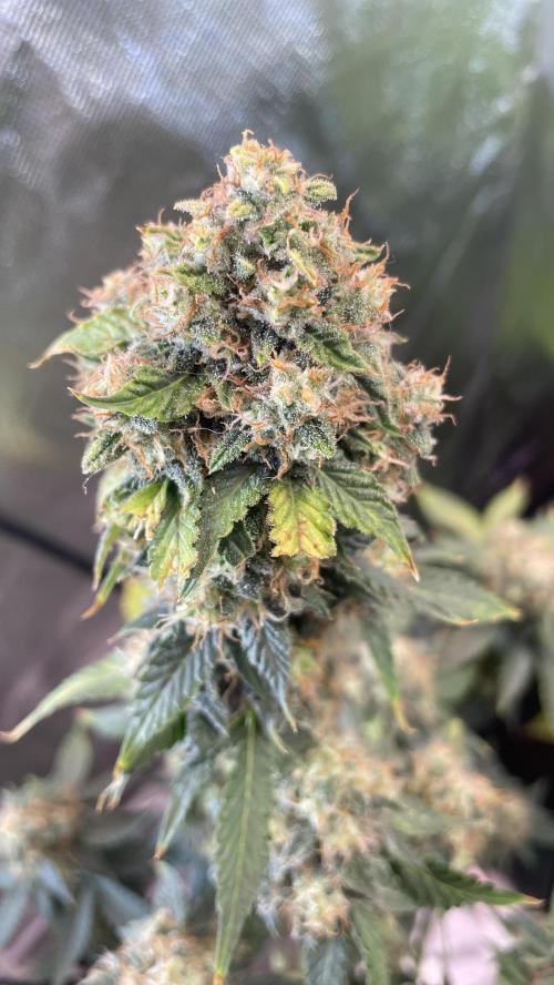 🥦Cime di Rap🥦 Zamnesia. Week 10