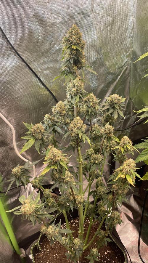 🥦Cime di Rap🥦 Zamnesia. Week 10