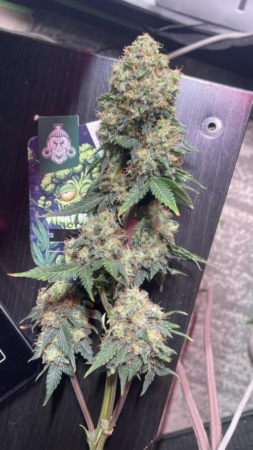 🥦Cime di Rap🥦 Zamnesia. Week 10
