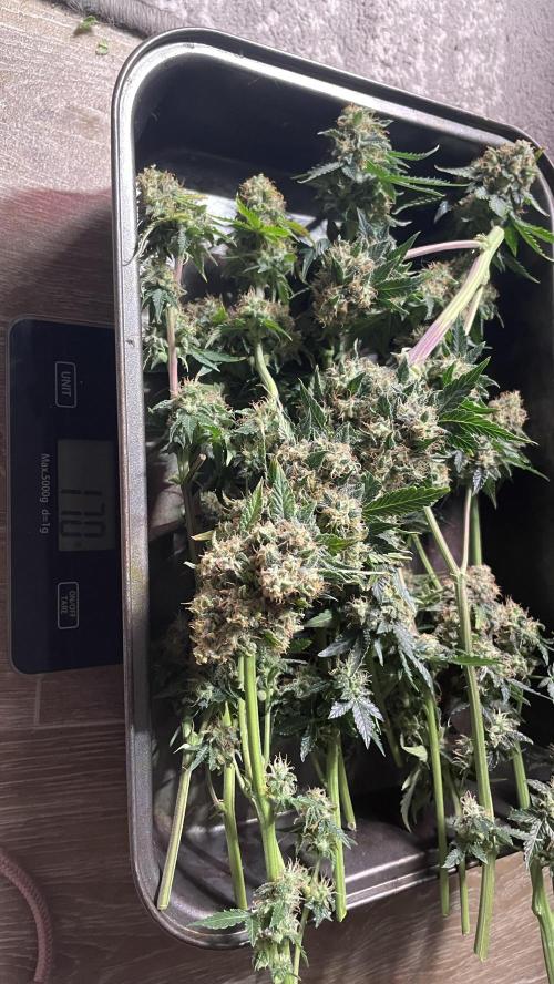 🥦Cime di Rap🥦 Zamnesia. Week 10