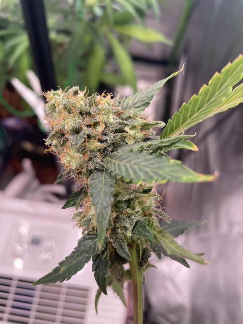 🥦Cime di Rap🥦 Zamnesia. Week 10