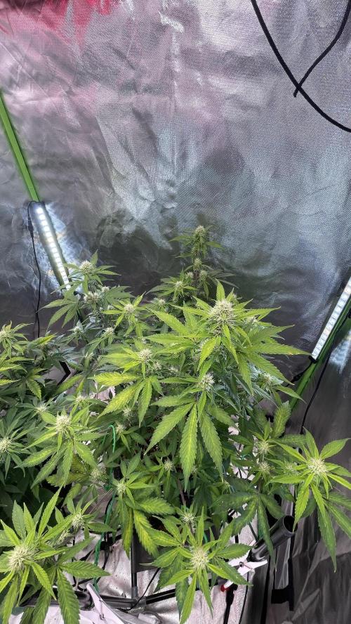 Zamnesia🍯Sticky Broccoli🥦EGC2026. Week 8