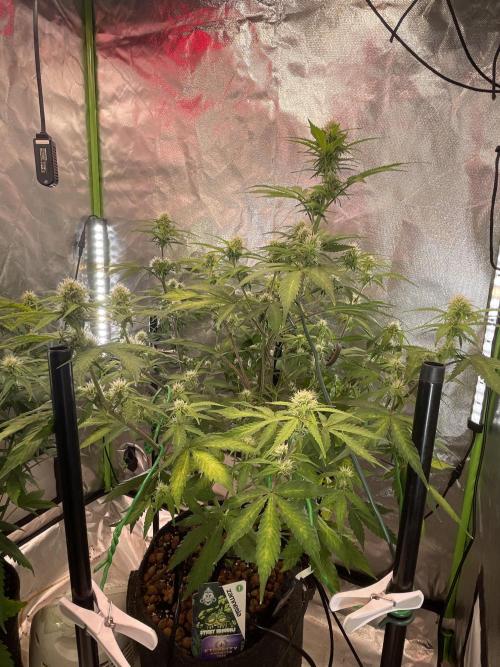 Zamnesia🍯Sticky Broccoli🥦EGC2026. Week 8