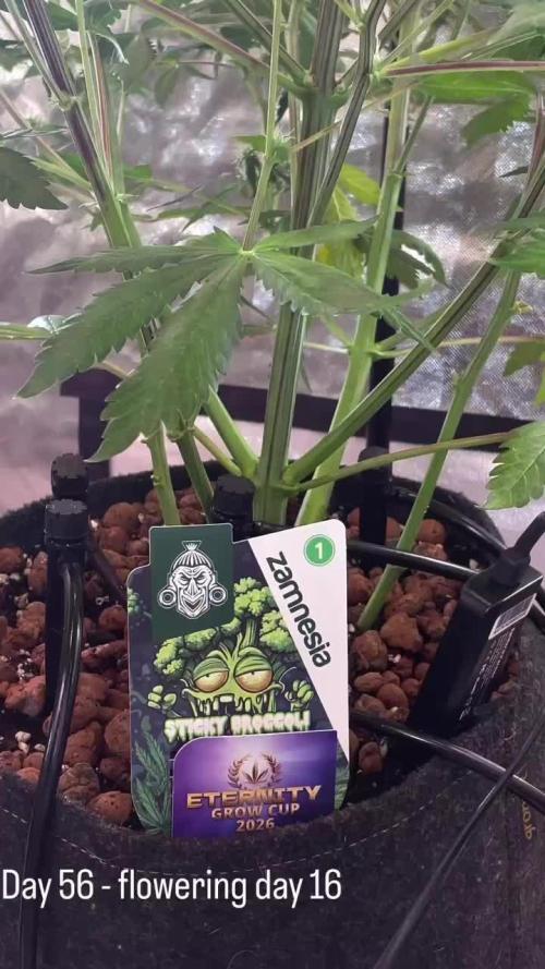 Zamnesia🍯Sticky Broccoli🥦EGC2026