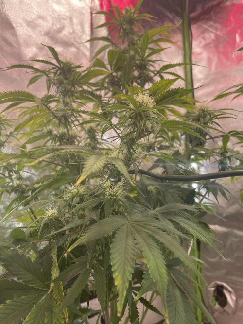 🍦Gelato Auto Zamnesia. Week 8