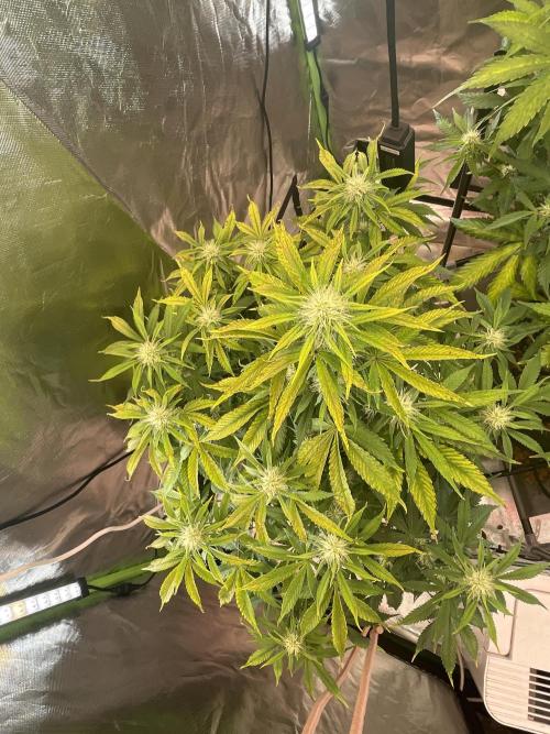 🍦Gelato Auto Zamnesia. Week 8