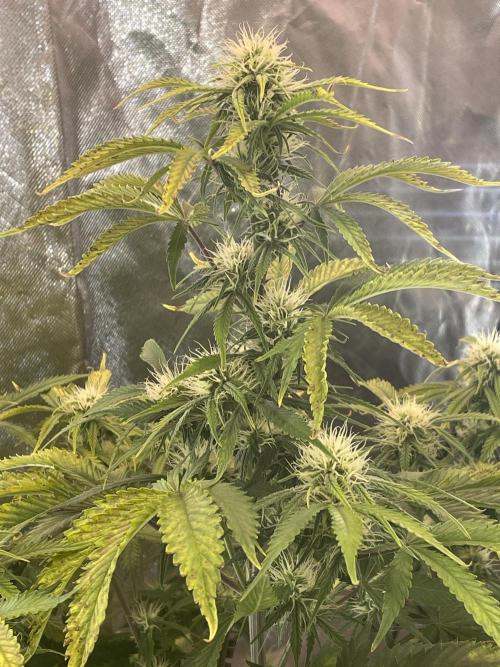🍦Gelato Auto Zamnesia. Week 8