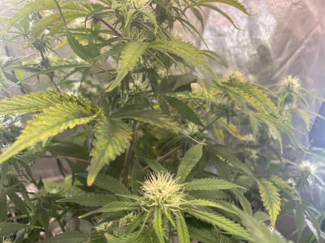 🍦Gelato Auto Zamnesia. Week 8