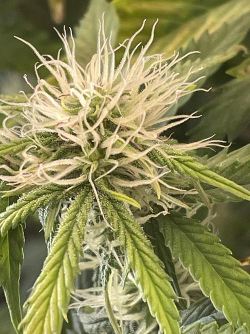 🍦Gelato Auto Zamnesia. Week 8