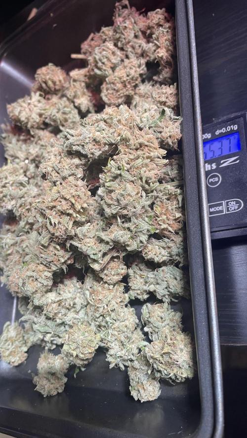 Royal Gorilla Automatic. Week 10