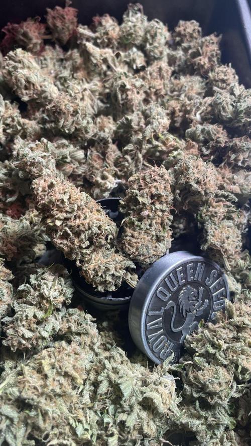 Royal Gorilla Automatic. Week 10