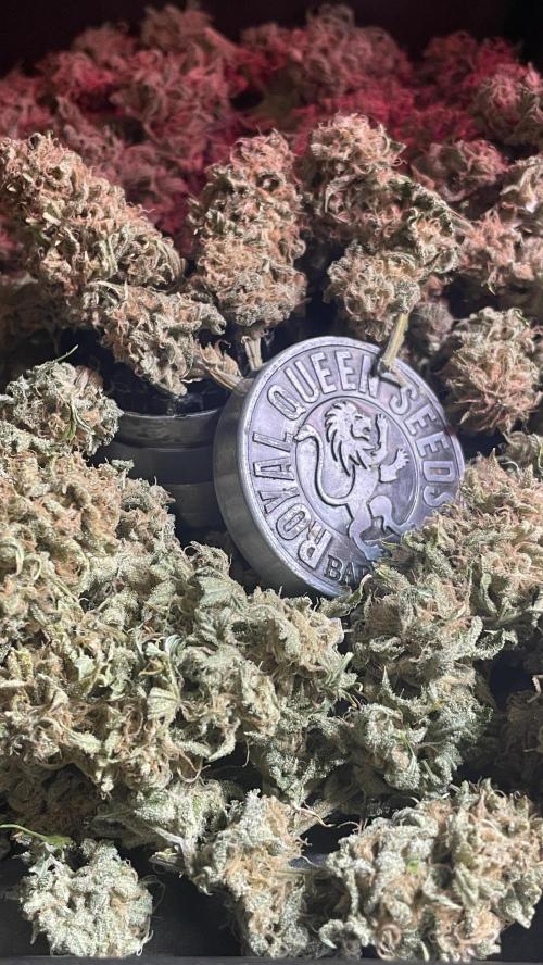 Royal Gorilla Automatic. Week 10