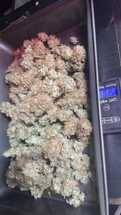 🧠💭Amnesia Haze Auto RQS🦁. Week 10