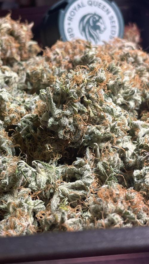 🧠💭Amnesia Haze Auto RQS🦁. Week 10
