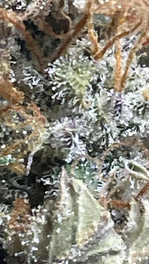 🧠💭Amnesia Haze Auto RQS🦁. Week 10