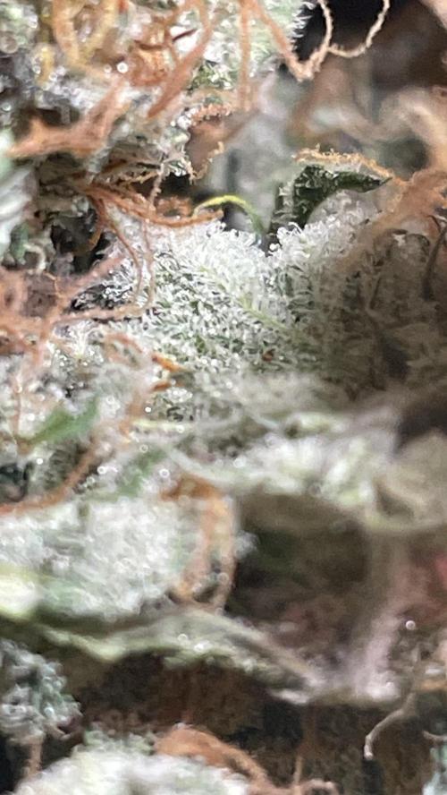 🧠💭Amnesia Haze Auto RQS🦁. Week 10