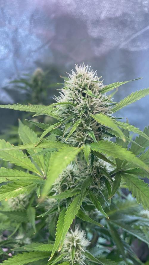 Zamnesia🍯Sticky Broccoli🥦EGC2026. Week 9 - Day58