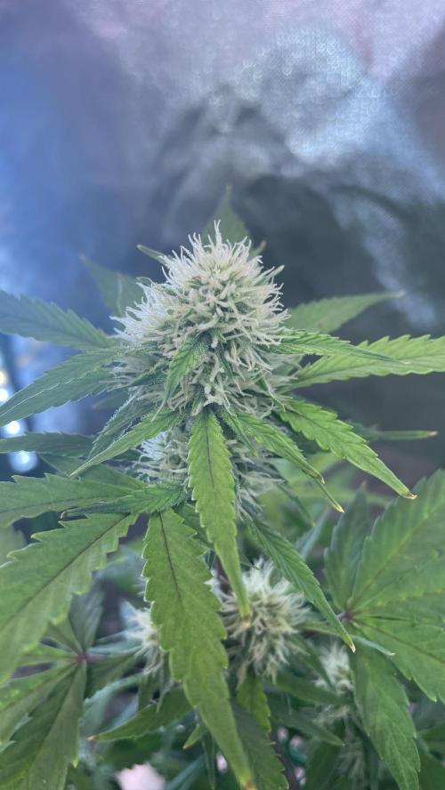 Zamnesia🍯Sticky Broccoli🥦EGC2026. Week 9 - D58