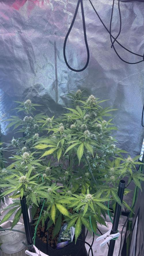 Zamnesia🍯Sticky Broccoli🥦EGC2026. Week 9 - D58
