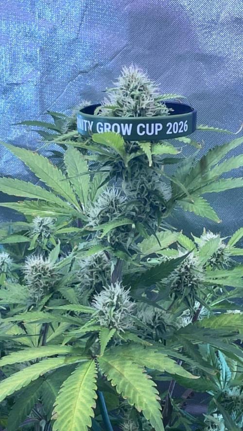 Zamnesia🍯Sticky Broccoli🥦EGC2026. Week 9 - Day61